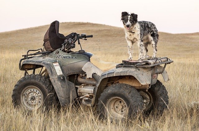 Working dog on Quad bike, example of a dog that would benefit from owner knowing dog first aid