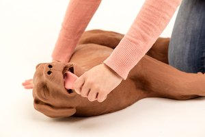 CPR dog first aid